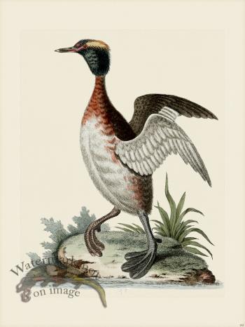 Edwards 145 Eared Dob-chick